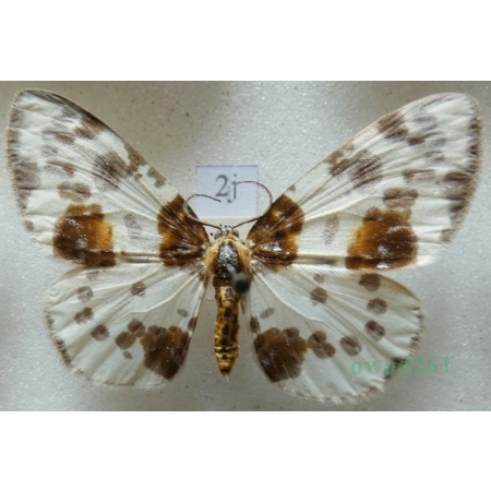 Abraxas sylvata (Scopoli, 1763) Plamiec leśniak Czech2j